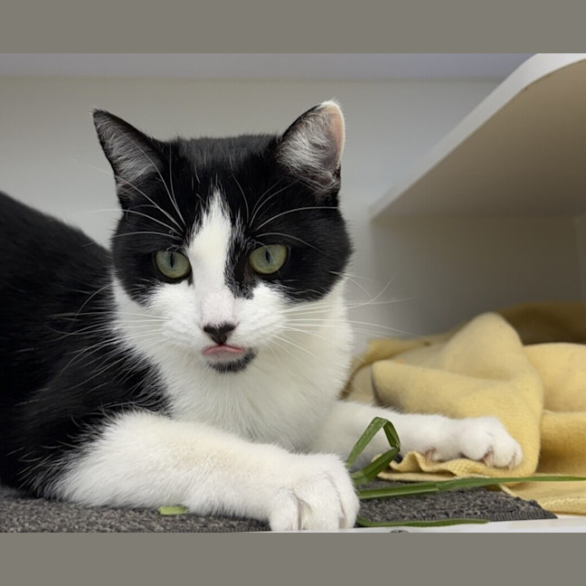 Photo of Tinkerbell