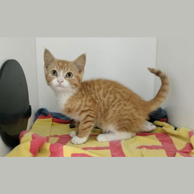 Photo of Simba