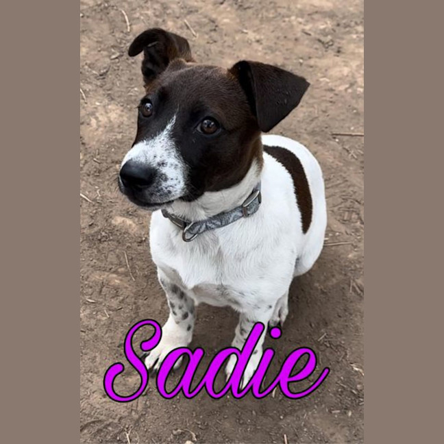 Photo of Sadie 