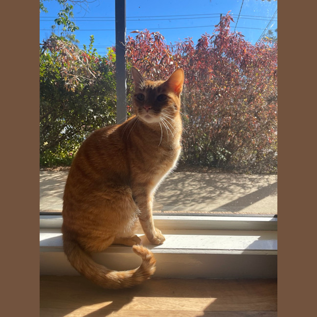 Photo of Moose