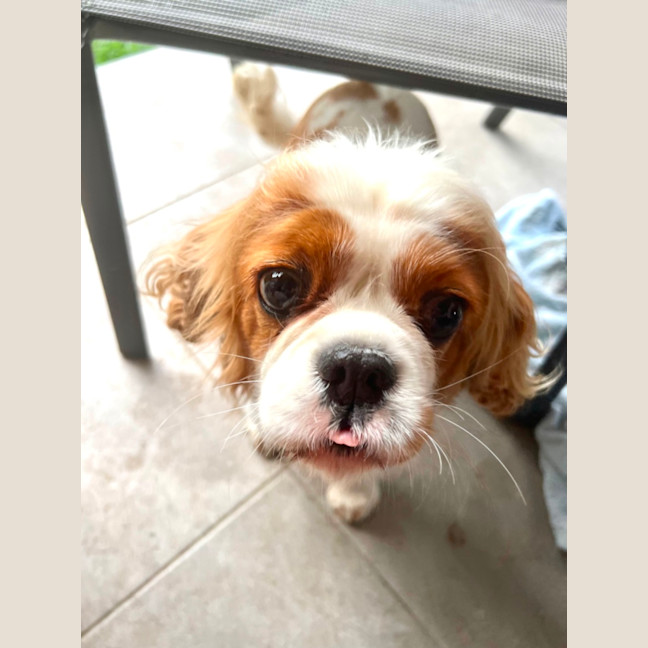 Photo of Loyal Miss Paris