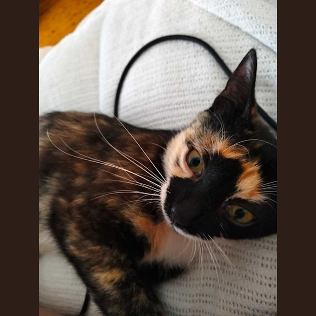 Photo of Callie