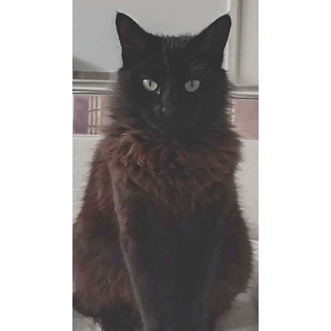 Photo of 13823   Coco