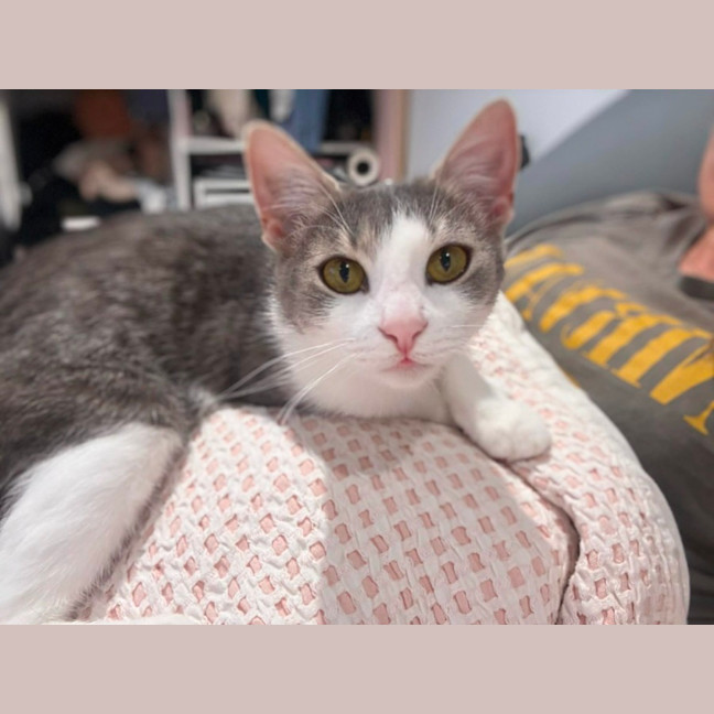 Photo of Phoebe *9 Lives Project Rescue*