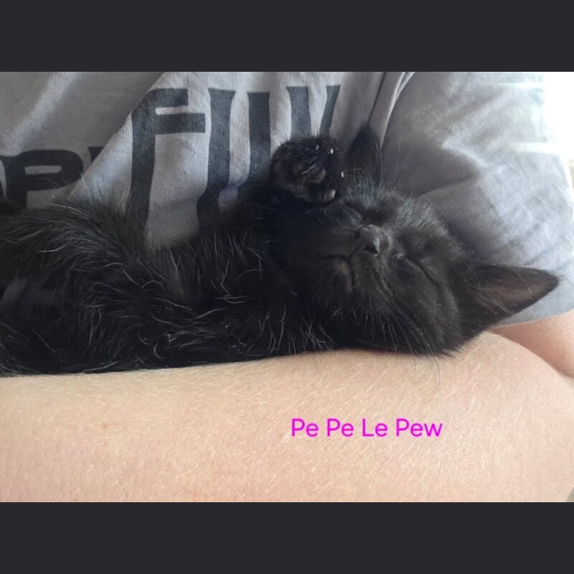 Photo of Pe Pe Le Pew
