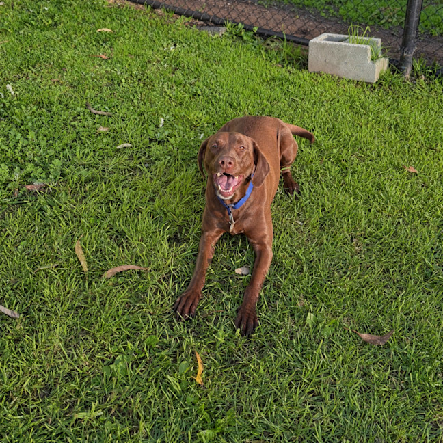 Photo of Scout