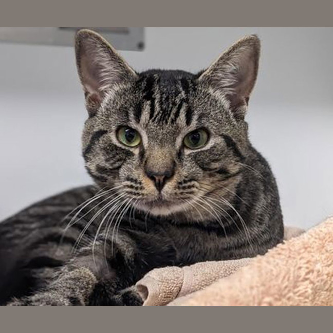 Photo of Atlas