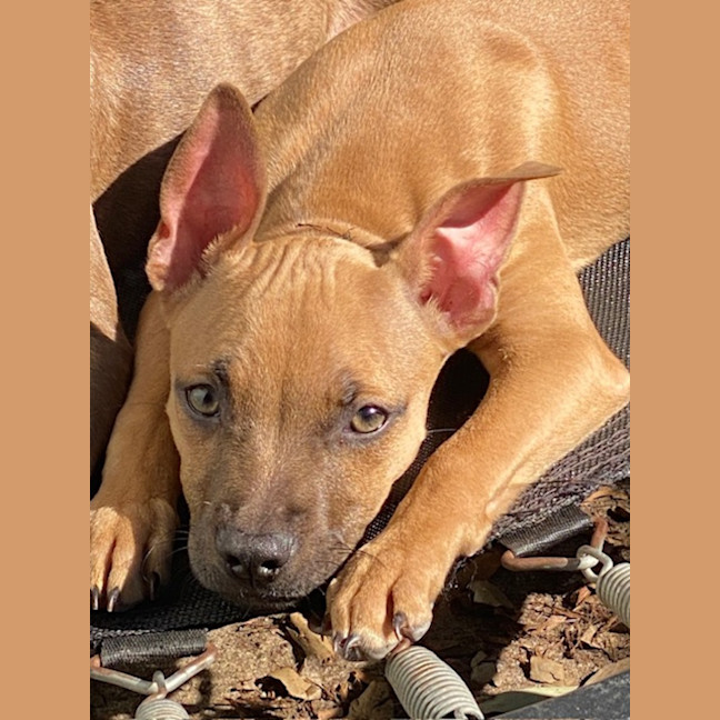 Photo of Gretel
