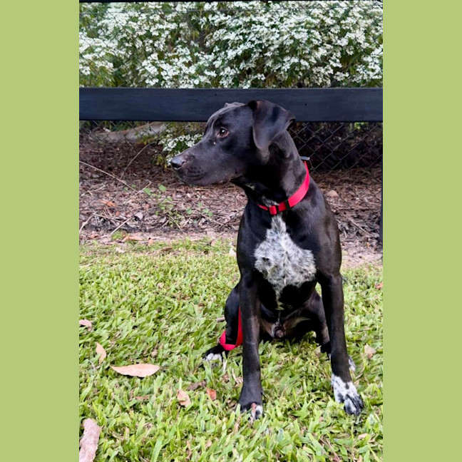 Photo of Pirate *$350 Adoption Fee*