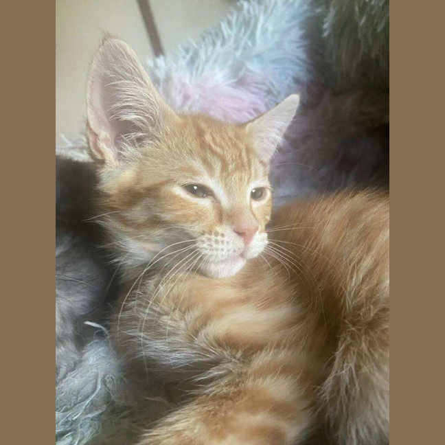 Photo of Dave The Third 