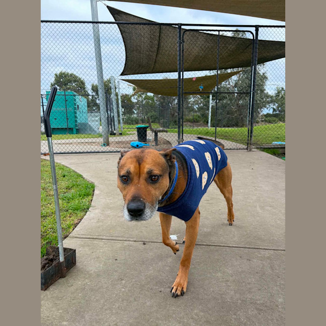 Photo of Scooby 