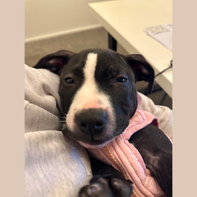 Photo of 🌼 Daisy 🌼 