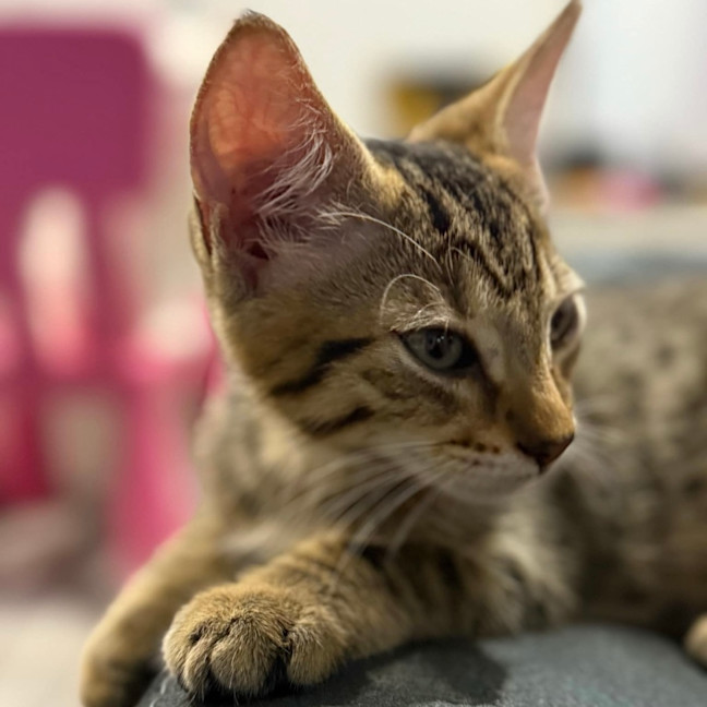 Photo of Billie 🍓