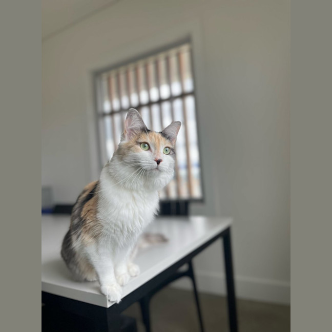 Photo of Cinnamon