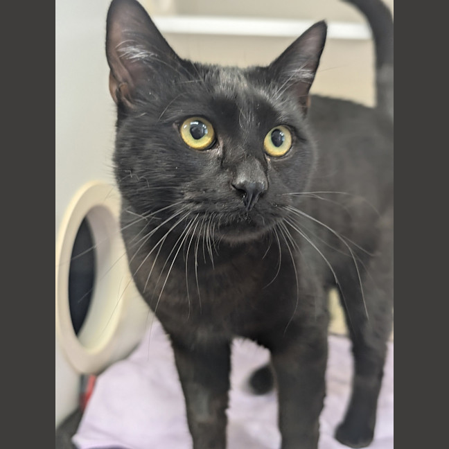 Photo of Binkie