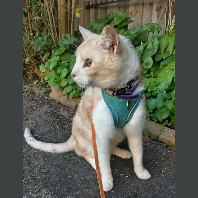 Photo of Herbert