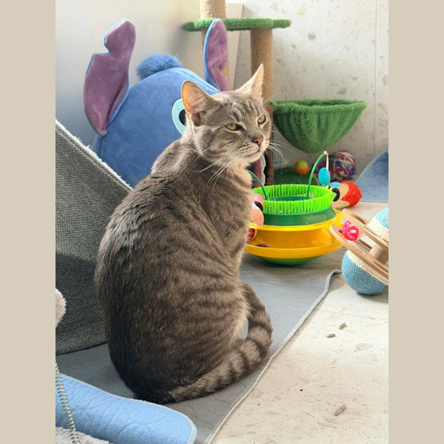 Photo of Milo 