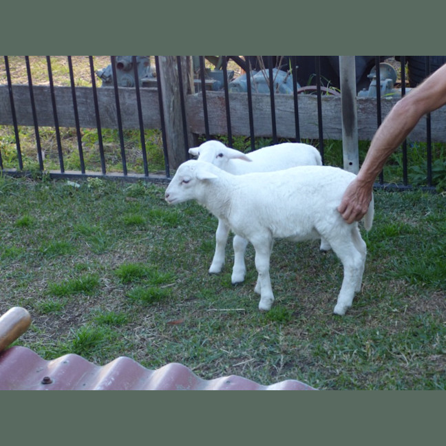 Photo of Buddy & Snow