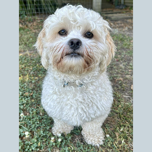 Photo of Timmy   1 Year Old Shih Tzu X Poodle