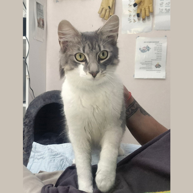 Photo of Gandalf (9084)