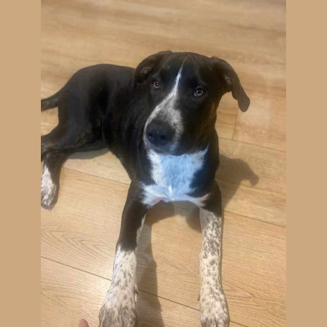 Photo of Daisy