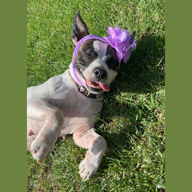 Photo of Pookie Imp 199