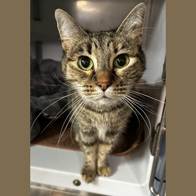Photo of Delilah 
