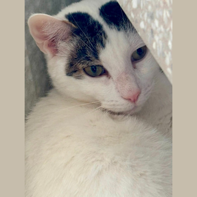 Photo of Lucky & Rose *9 Lives Project Rescue*