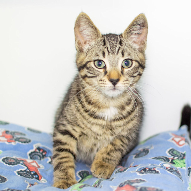Photo of Ganon
