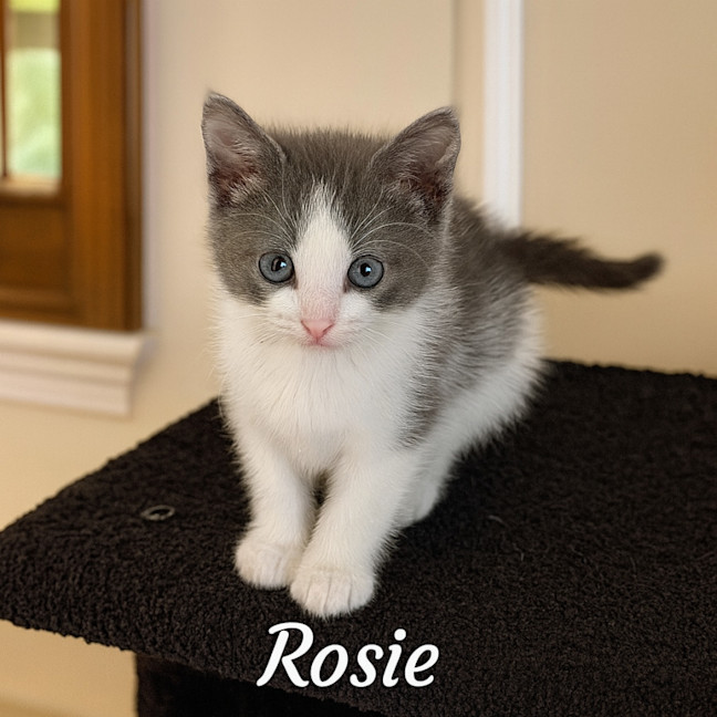 Photo of Rosie