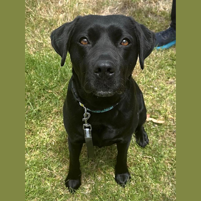 Photo of Olive