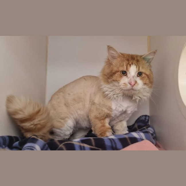 Photo of Apollo