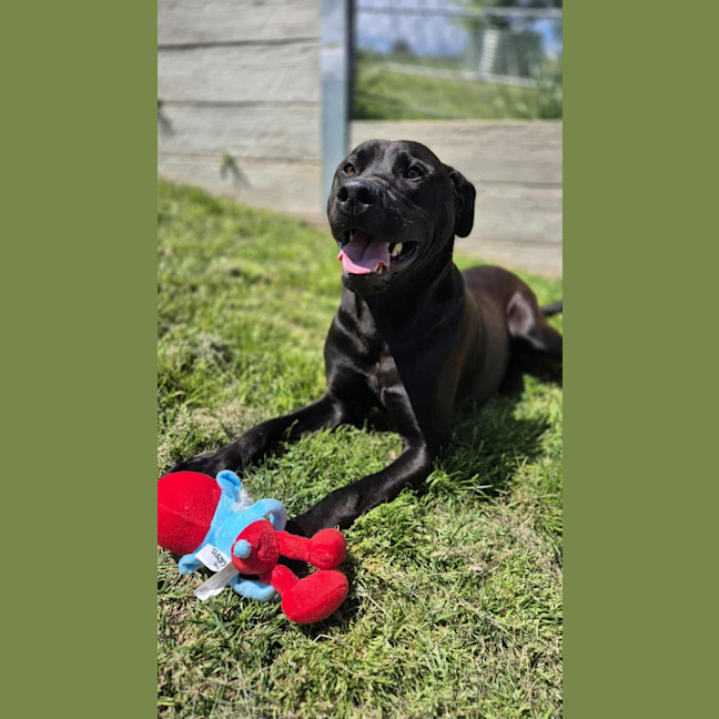 Photo of Boof   2 Year Old Labrador X Staffy