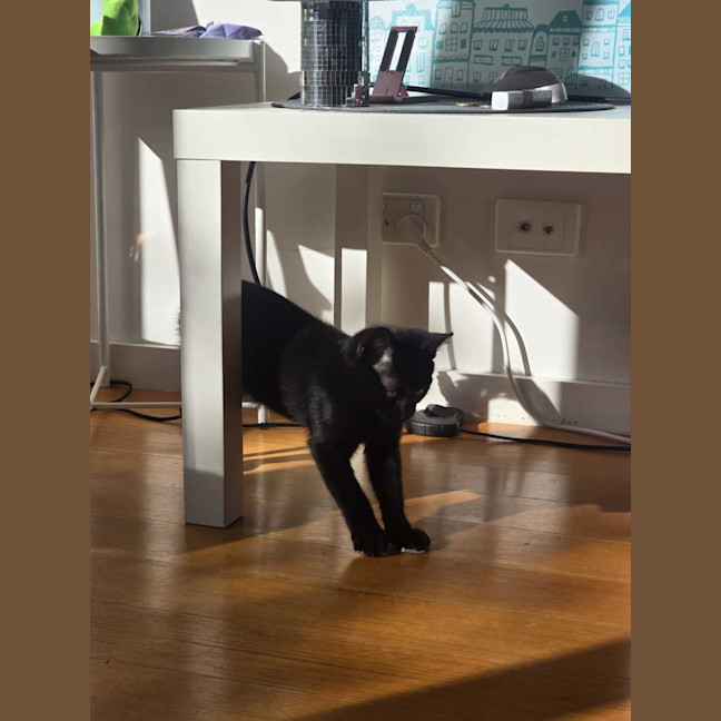 Photo of Kahlua 