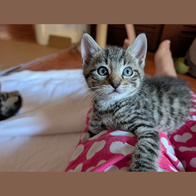 Photo of Clyde