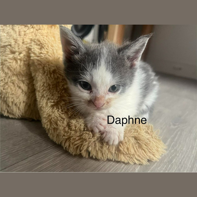 Photo of Daphne