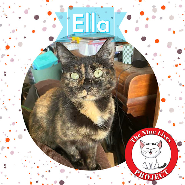 Photo of Ella *9 Lives Project Rescue*