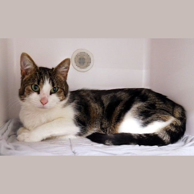 Photo of Zola Sta014123