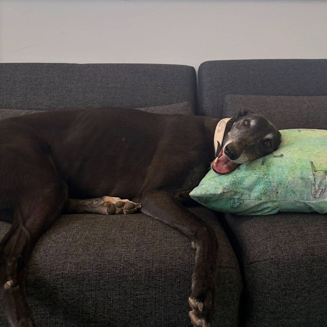 Photo of Senior Constable Beardmore The Greyhound