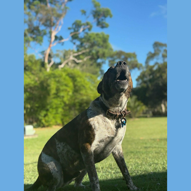 Photo of Koda 