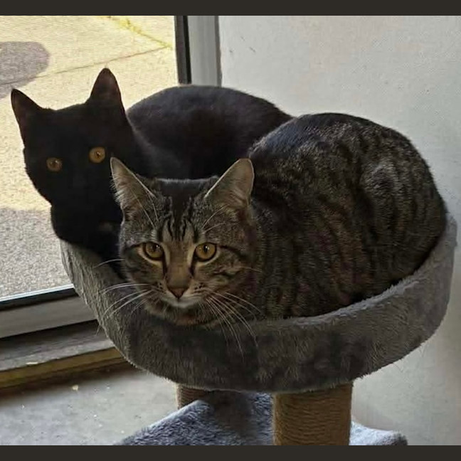 Photo of Augustus & Douglas 