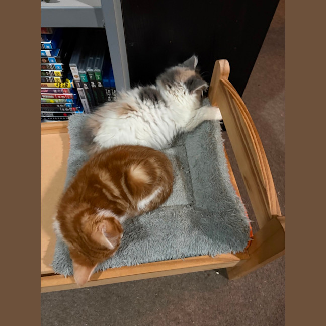 Photo of Dave **2nd Chance Cat Rescue**