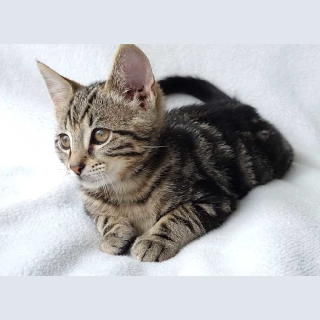 Photo of Houdini