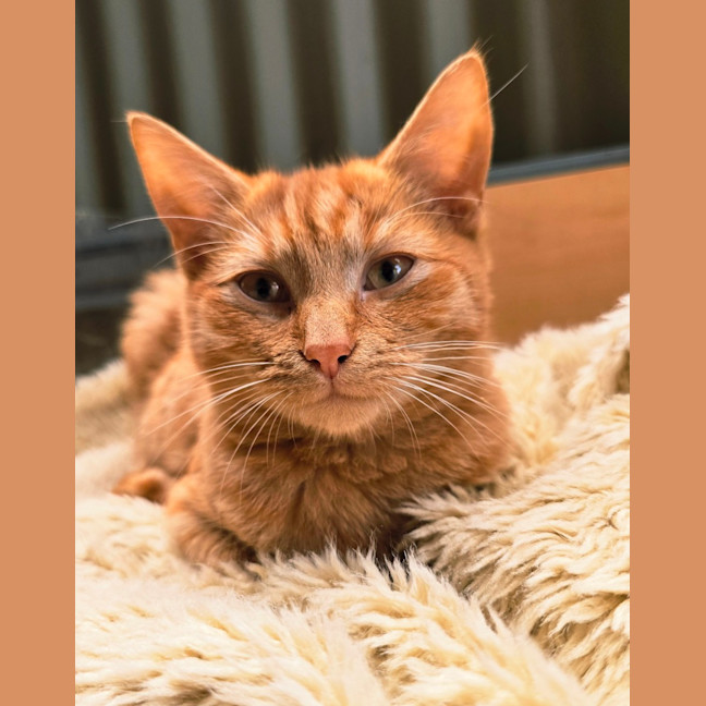 Photo of Dorito