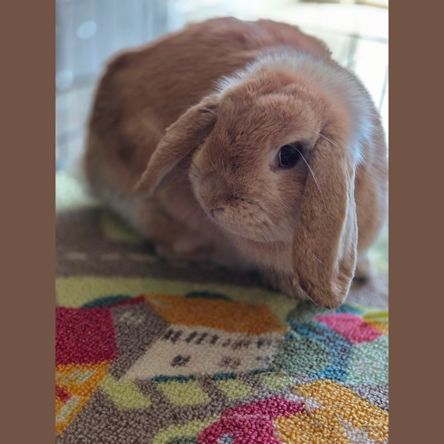 Photo of Pip