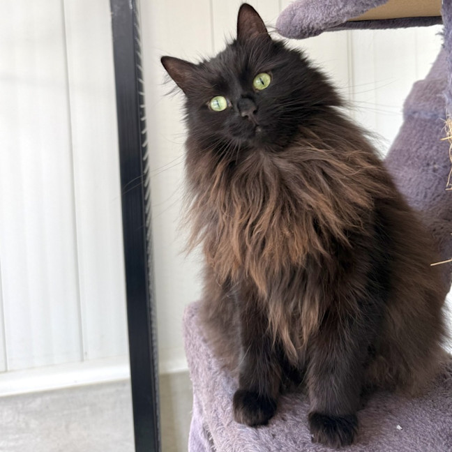Photo of Figgy