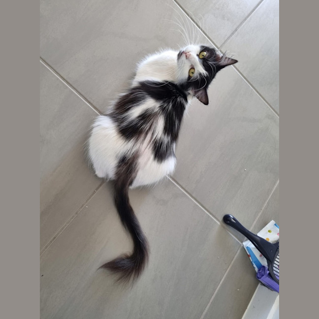 Photo of Kiki