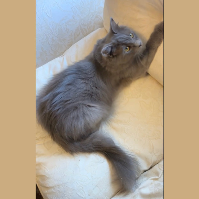 Photo of Savannah