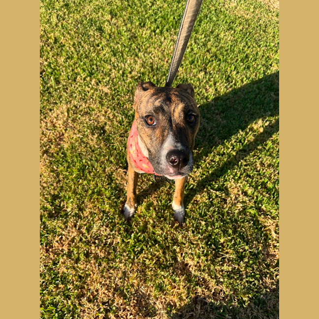 Photo of Poppy   8 Month Old Whippet X Mastiff (Trial)