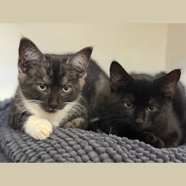 Photo of Calvin 